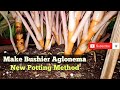 New Potting Method of Aglonema II Make Aglonema Bushier with New Potting Method