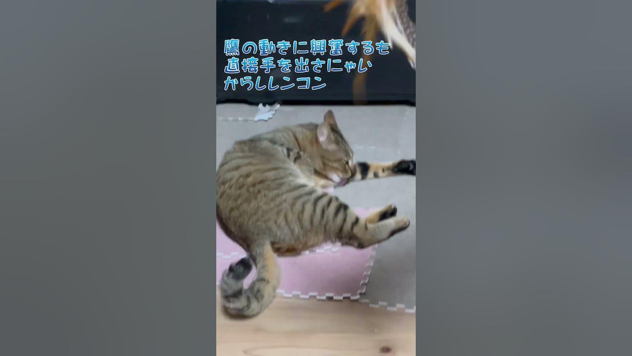 エアーからしキック🐾 Japanese Cat YouTube