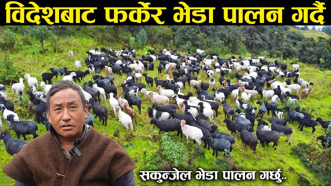 विदेशबाट फर्केर भेडासंगै उधौली उभौली गरिरहेका प्रिती राज - Bheda Palan