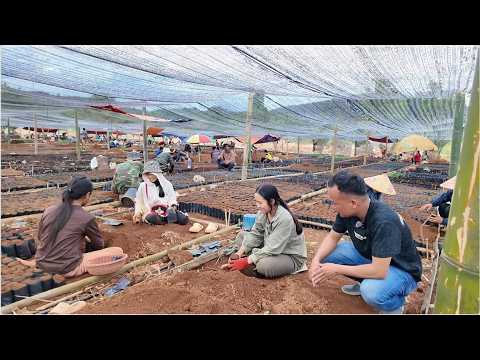 Người Việt làm ăn bên Lào - Thuê hàng trăm người Lào ươm giống cây cafe trồng tại đây