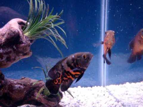 TIGER OSCAR FISH DIFFERENT COLORS 20 GALLON TANK 1 MONTH 