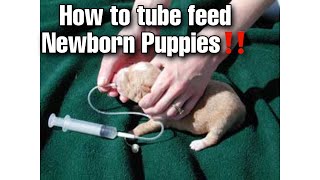 How to tube feed puppies‼ (Breeders Hacks)‼