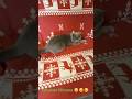 #cat #cats #catvideos #кот #україна