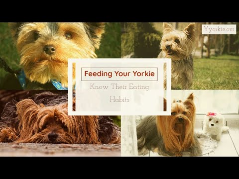 how much should i feed my puppy yorkie