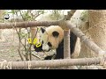 Extreme Close-Up Of Panda Cub | iPanda