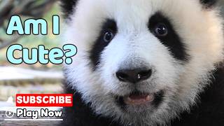 Extreme Close-Up Of Panda Cub | iPanda screenshot 2