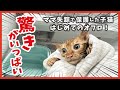 茶トラ４兄弟、初めてのお風呂！Dryboでふわっふわに変身🛁✨