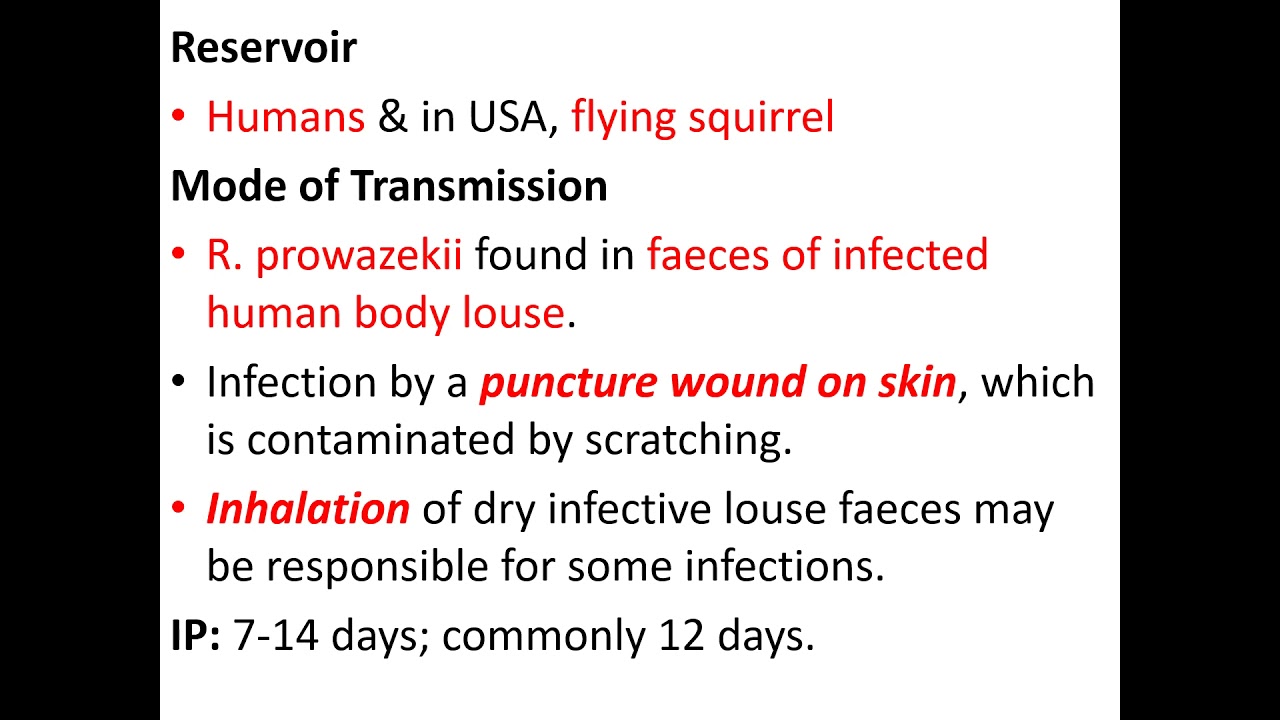 11 Typhus Epidemic Louse Borne Typhus