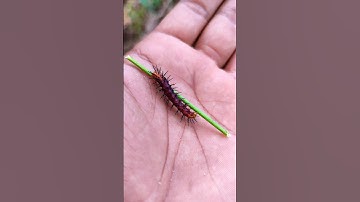 SUPER cute insects💖 #anyuniqueanimals #animals #insects #bug #caterpillar #mantis