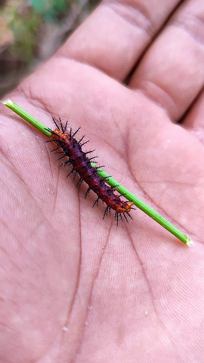 SUPER cute insects💖 #anyuniqueanimals #animals #insects #bug #caterpillar #mantis