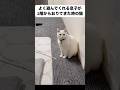 #自分でおもちゃを準備し待つ猫 #猫 #ねこのいる暮らし #ねこのいる生活