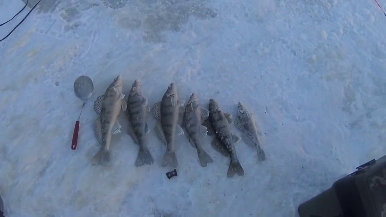 Клев берша. Зимняя рыбалка на судака. Зимняя рыбалка на судака 2023. Чеганда рыбалка зимняя. В Сокольском рыбалка на берша зимой.