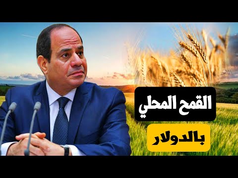 الإمارات تبيع القمح المحلي للحكومة المصرية بالدولار ـ ما الحقيقة !