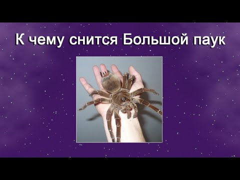 К чему снится Большой паук – толкование сна по Соннику