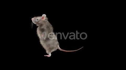 Rat Dancing 4K | Motion Graphics - Envato elements