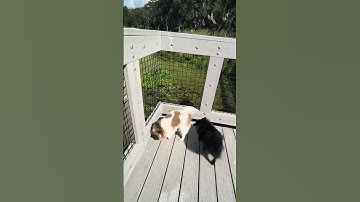 We now interrupt your doom scrolling for this! :) #fypシ #fypシ #cuteanimal  #silly #cutedog