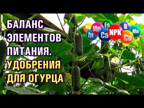 БАЛАНС ЭЛЕМЕНТОВ ПИТАНИЯ ОГУРЦОВ. УДОБРЕНИЯ ДЛЯ ОГУРЦОВ (31-05-2019)