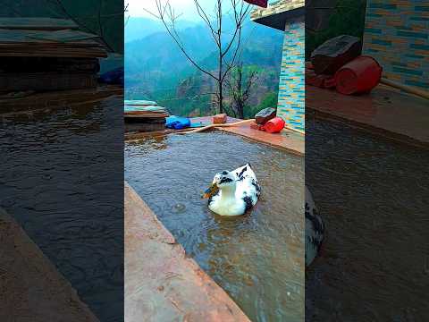 #rain #duck #enjoy #swimming #shorts #birds #best #video #love #villagelife #viral #status #original
