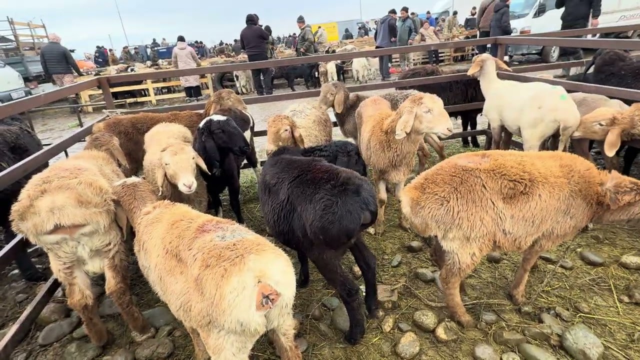 Мал базар койлордун басы