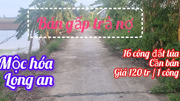 bán 16 công đất lúa giá rẻ ở mộc hóa,long an.sđt 0979920397