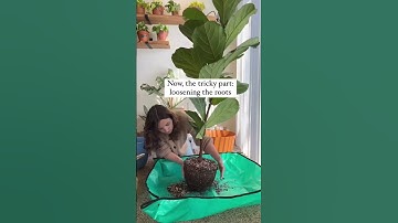 Repotting My Fiddle Leaf Fig Tree