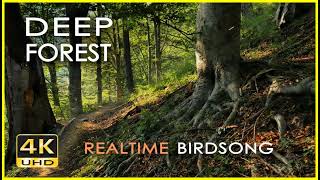 4K Deep Forest - 8 Hours NO LOOP Birdsong - Robin \& Blackbird Singing - Relaxing Nature Ambiance