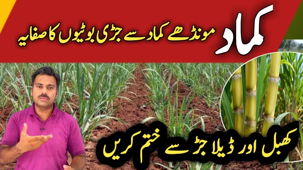 The best herbicides for sugarcane crop to control weeds | How to control weeds in sugarcane field