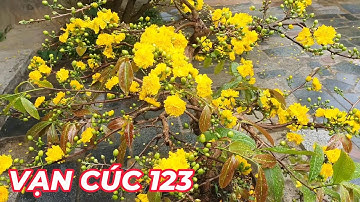 🔴 QBS25685 - SIÊU PHẨM CÚC MAI VỀ VỚI VƯỜN MAI VÀNG MIỀN BẮC 123 MANG TÊN "VẠN CÚC 123" | #VANCUC123