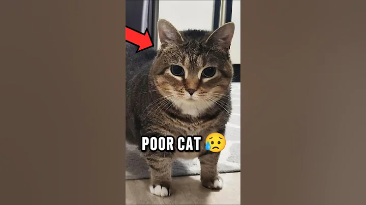 The Sad Story Behind This Meme 😢