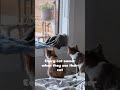 Are you doing the same? #cat #cute #funny #funnycats #catshorts #mycat #catlaughs #catperson