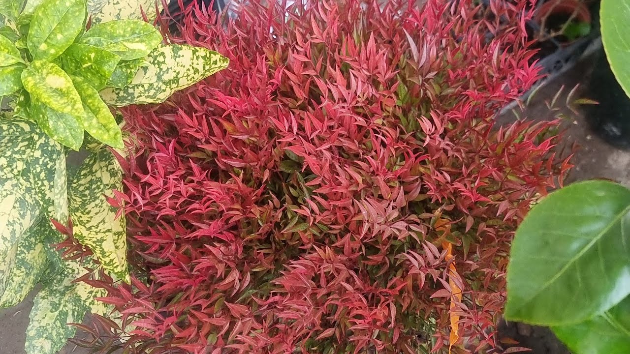 АНДИЖОН ЖАХОН БОЗОРИ ГУЛ БОЗОРИ ГУЛ ОЛАДИГАНЛАР УЧУН 94 437 08 80 ТЕЛ НОМЕР https://t.me/gul_tanlash