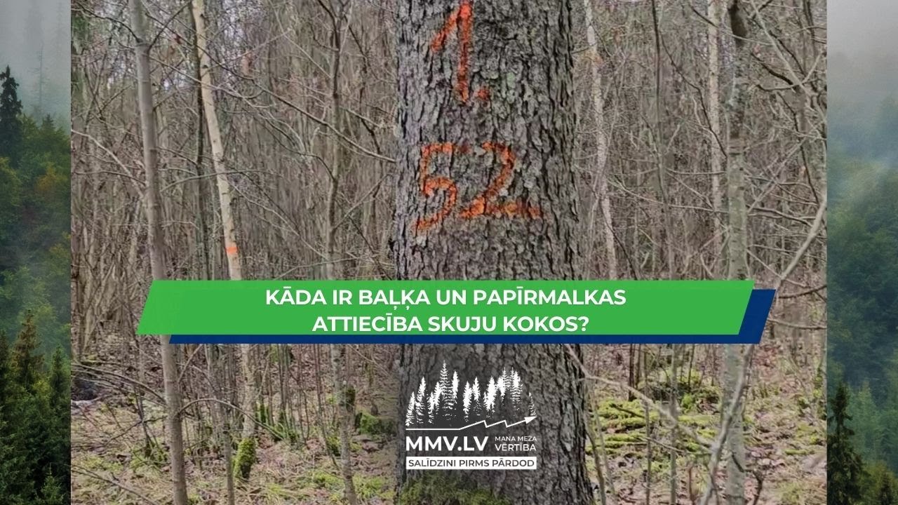 Eksperiments: Kāda ir baļķa proporcija eglēs un kas atklājas pēc nozāģēšanas