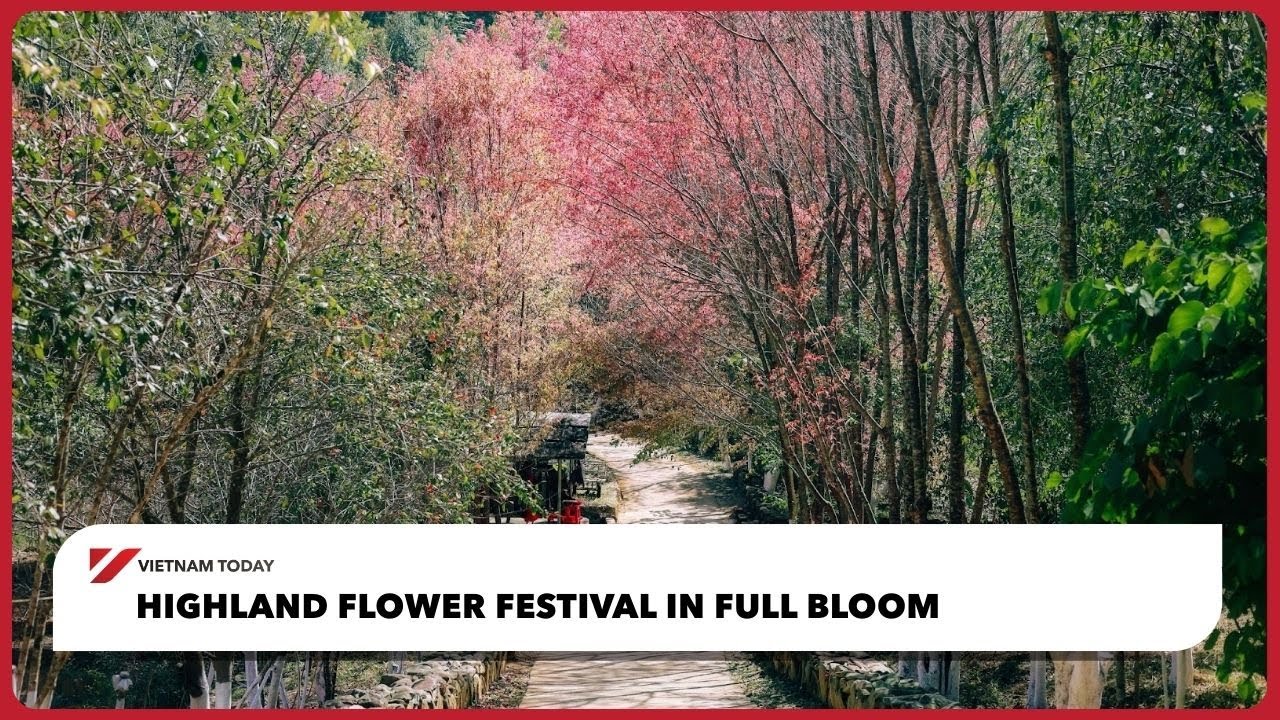 Фестиваль высокогорных цветов в полном расцвете | Vietnam Today