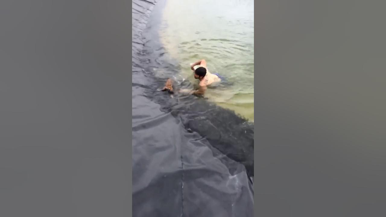 Science hunk rescues baby deer from fracking pond. - YouTube