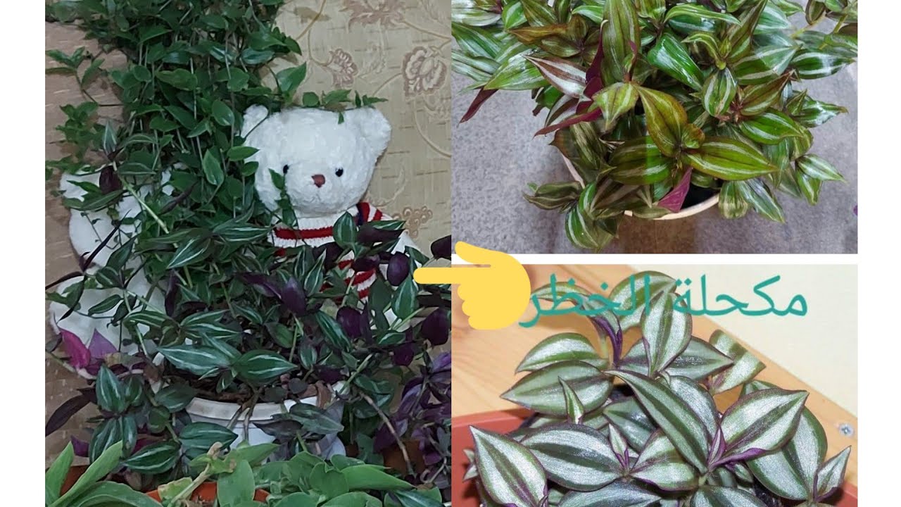 نبات المكحلة وكيفية زراعتها وتجذيرها والاهتمام بها