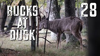 Bucks at Dusk Episode #28