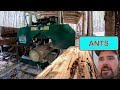 Cutting Poplar with Portable Sawmill | Sawing Logs with Insect Damage