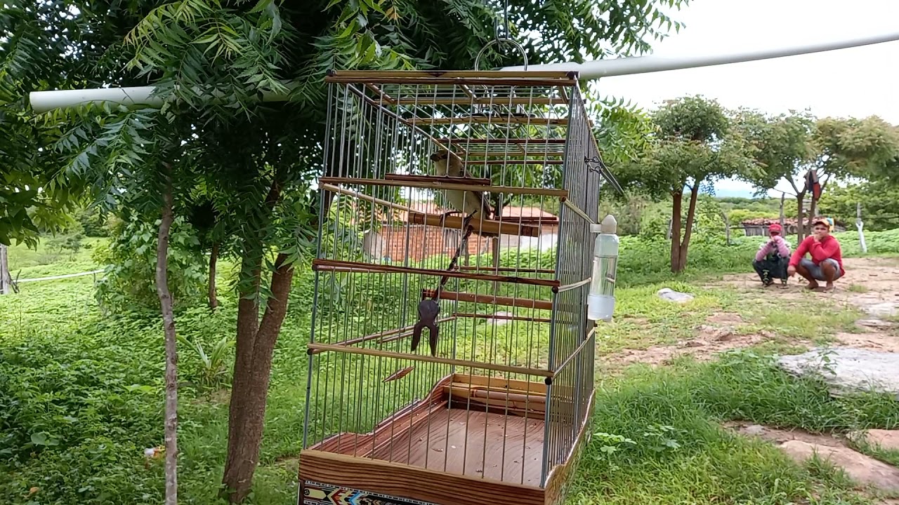 VERDINHO PREZEIRO DANDO UMAS BELISCADA NO PRETÃO! 11/04/2021