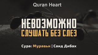 БЕЗ СЛЁЗ НЕВОЗМОЖНО СЛУШАТЬ! Сура 27: «АН-НАМЛЬ» («МУРАВЬИ»)  Саид Дибах