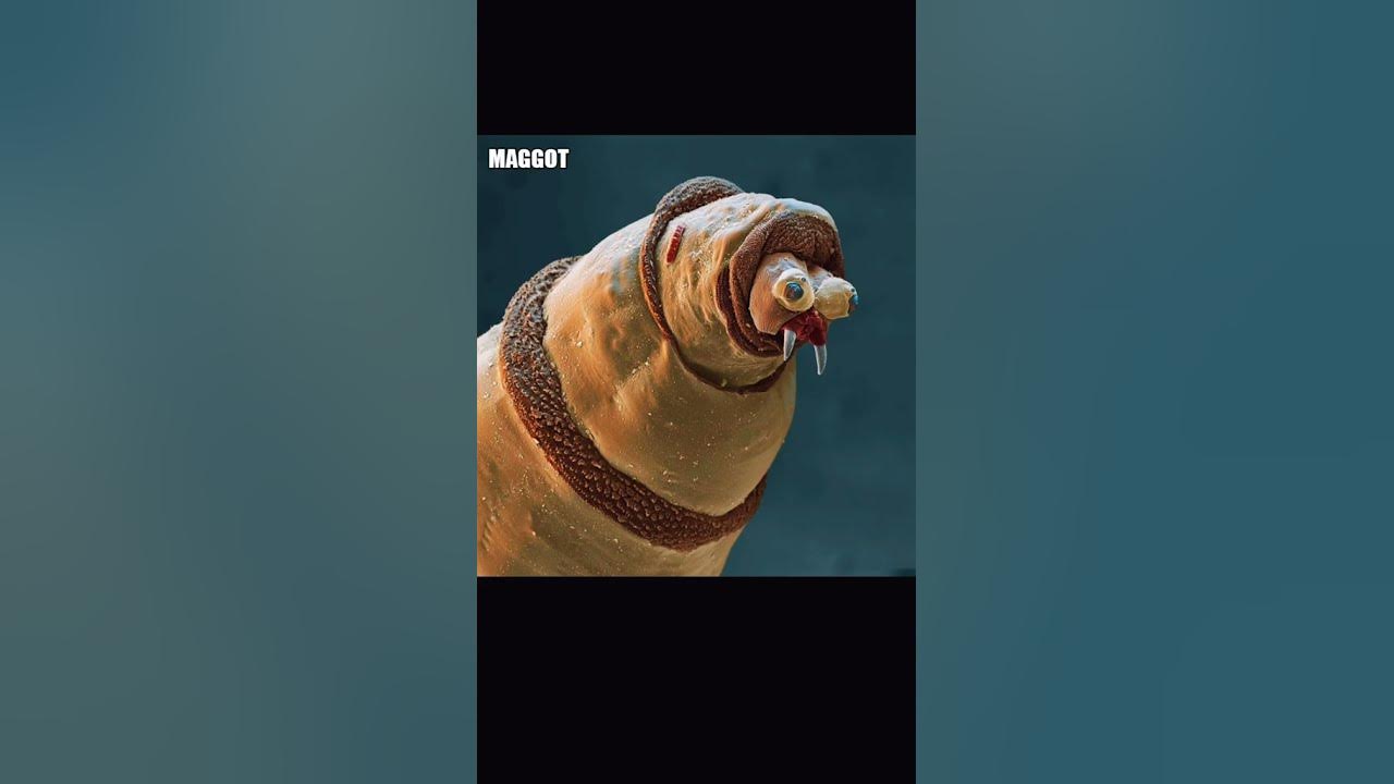 How things look under a microscope 🔬(Lart 6) shorts YouTube