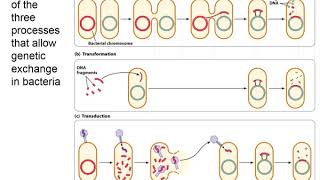 Genetics Chapter 7 Part 1