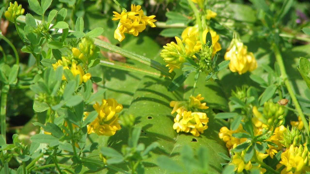 Выращивание люцерны как бизнес идея - YouTube