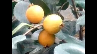 видео: Псидиум земляничный, пробуем. картинка: Псидиум земляничный, пробуем.