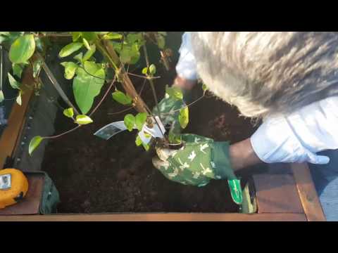Gardening - Come preparare un terriccio per grandi vasi/How to prepare a good soil for big pot