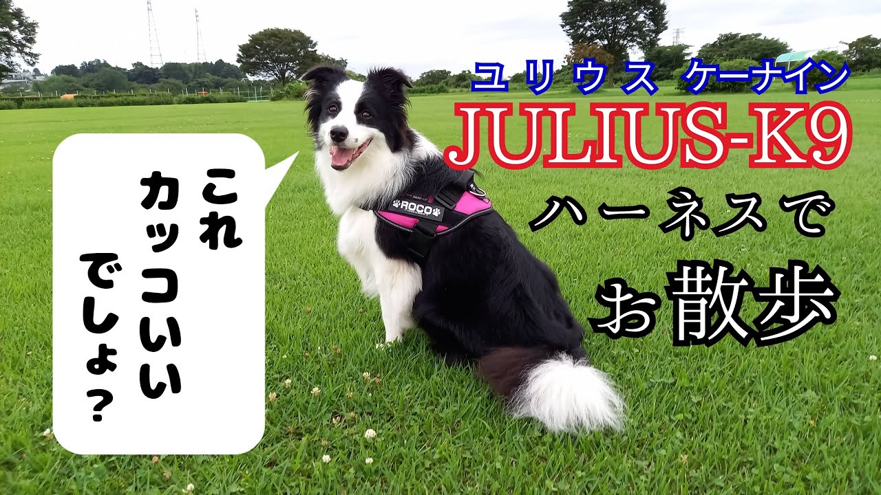 ボーダーコリーのロコ ユリウスのハーネスでお散歩