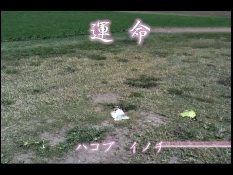 運命～イノチをハコブ～