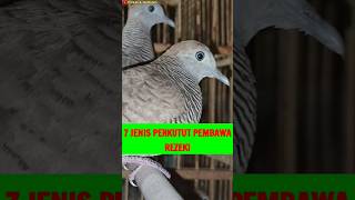 7 Jenis perkutut Pembawa rezeki #shorts