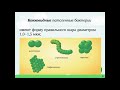 1 Лекция  По микробиологии Микробиология: предмет, задачи, Систематика, номенклатура, классификация