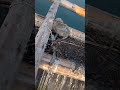 牡蠣の養殖筏に！！？　その② Unexpected Nest: Seagulls Lay Eggs on Oyster Farm Raft Part 2