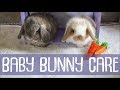 Bunny Update - 4 Weeks Old + Baby Bunny Care